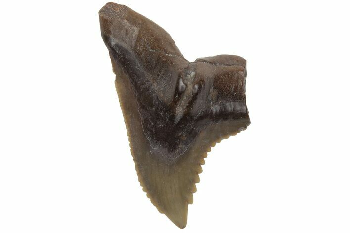 Bargain, Snaggletooth Shark (Hemipristis) Tooth #211649